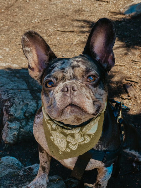 Bandana - Mushroom Petite Bandana 14" - Dog Friendly