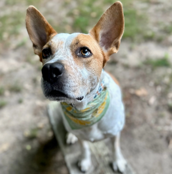 Bandana - Hazel Petite Bandana 14" - Dog Friendly