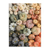 Puzzles - Heirloom Pumpkins 1000 Piece Puzzle