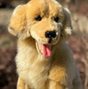 Charlie Golden Retriever