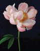 Notecards - Pretty Peonies Set of 20