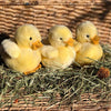Mini Yellow Plush Duckling