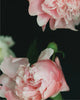Notecards - Pretty Peonies Set of 20