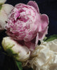 Notecards - Pretty Peonies Set of 20