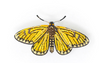 Trovelore Butterflies & Moth Brooches