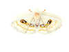 Trovelore Butterflies & Moth Brooches