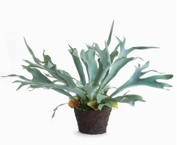 Staghorn Fern Drop In