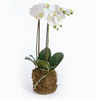 Phalaenopsis Drop In - 23"H