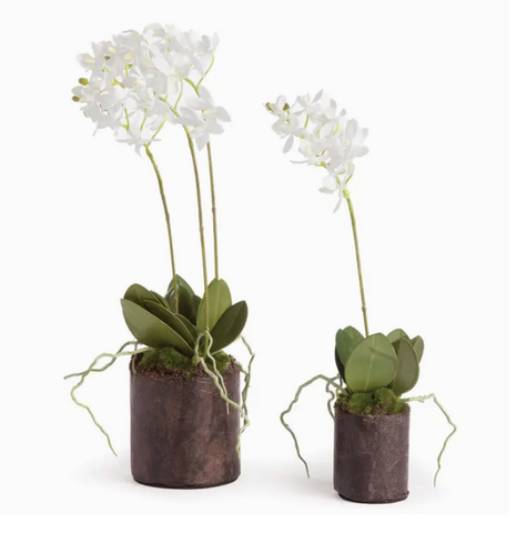 Dendrobium Drop In - Set of 2