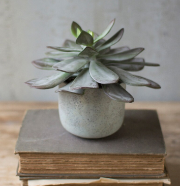 Succulent w/Cement Pot
