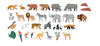 Magnetic Zoo Play Scene With Drawer