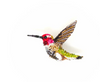 Trovelore - Sparkling Hummingbird Brooch Pin