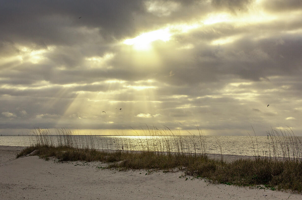 Postcard - Majestic Rays By Colleen Kerrigan