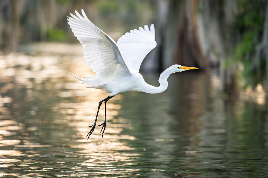 Notecards - Graceful Flight By Colleen Kerrigan