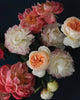 Notecards - Pretty Peonies Set of 20