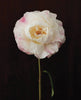 Notecards - Pretty Peonies Set of 20