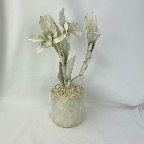 Tommy Mitchell All Antique White Orchid