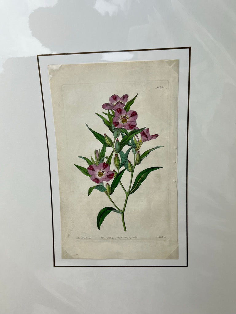 Antique Botanical 1836 #4